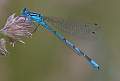 Common blue damselfly